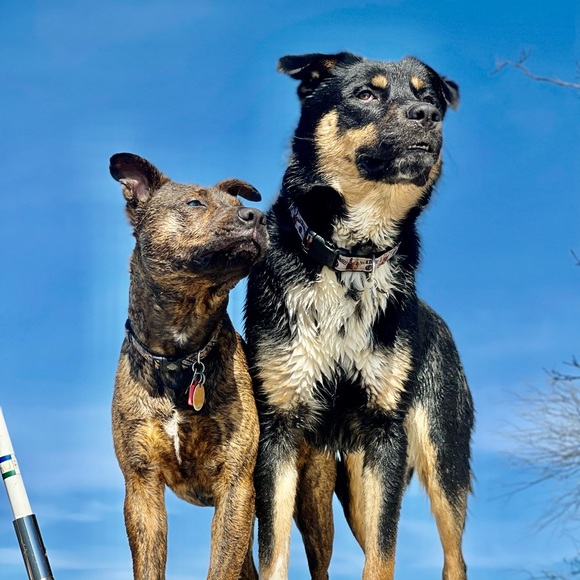 Meet your Posher, Cody - Picture 1 of 1